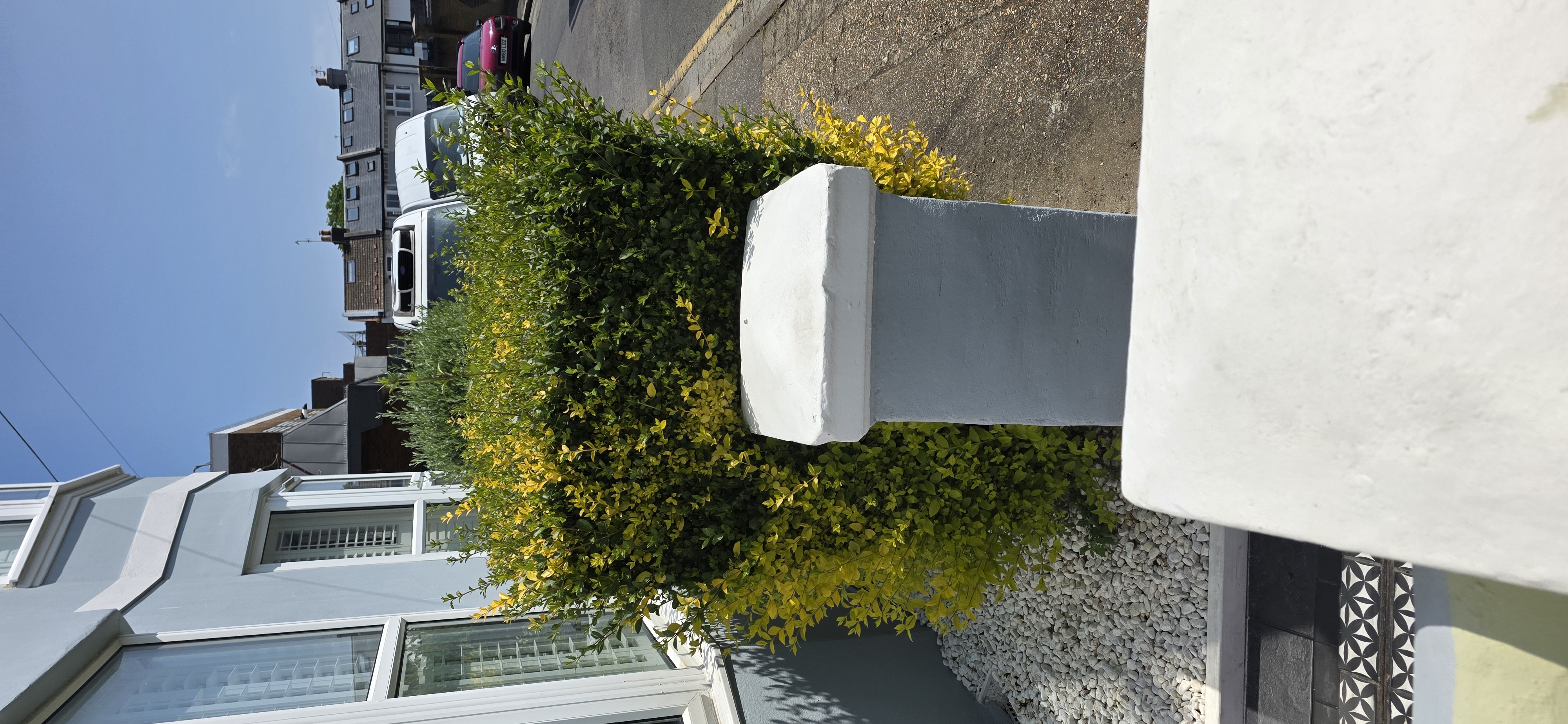 Garden before maintenance