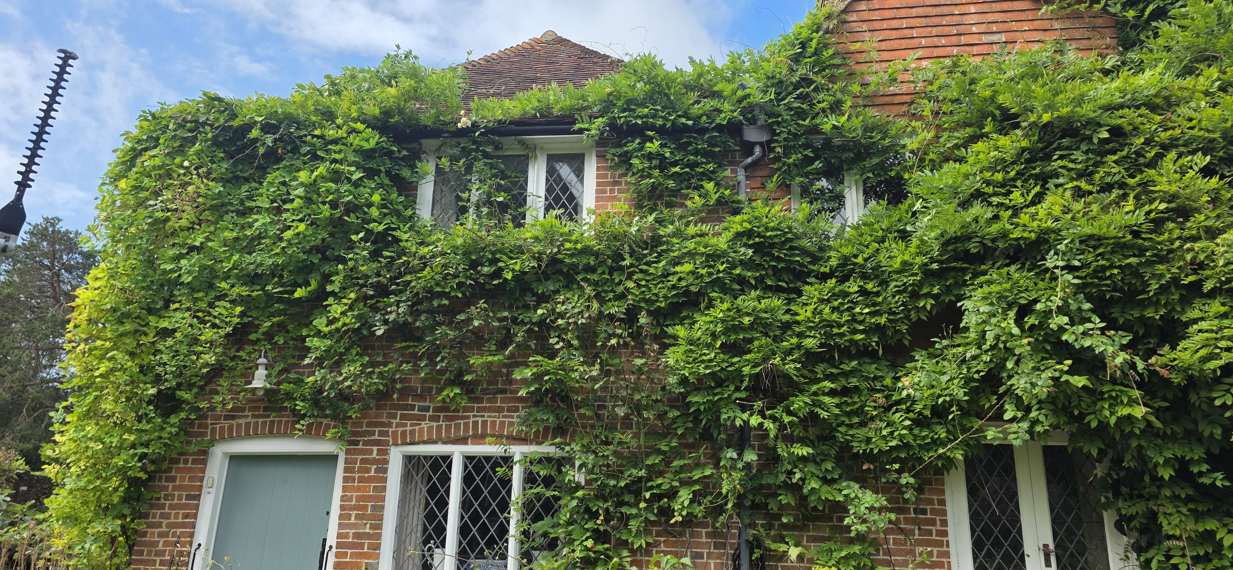 Overgrown property clearance